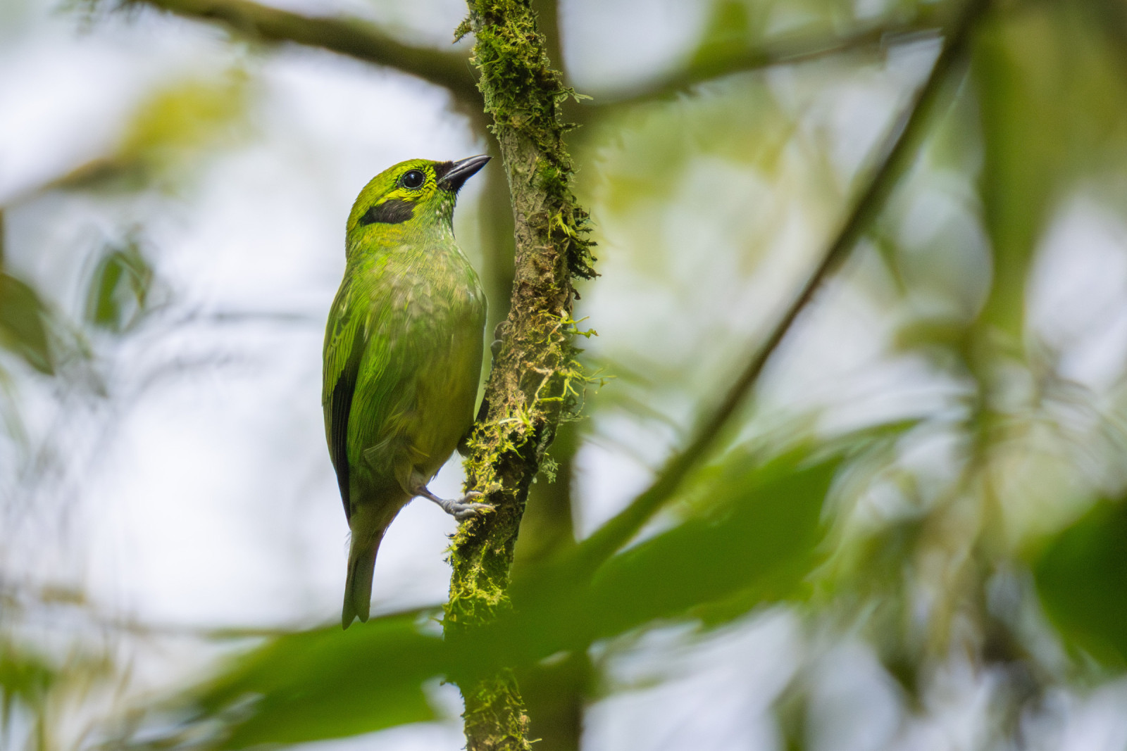 image Emerald Tanager